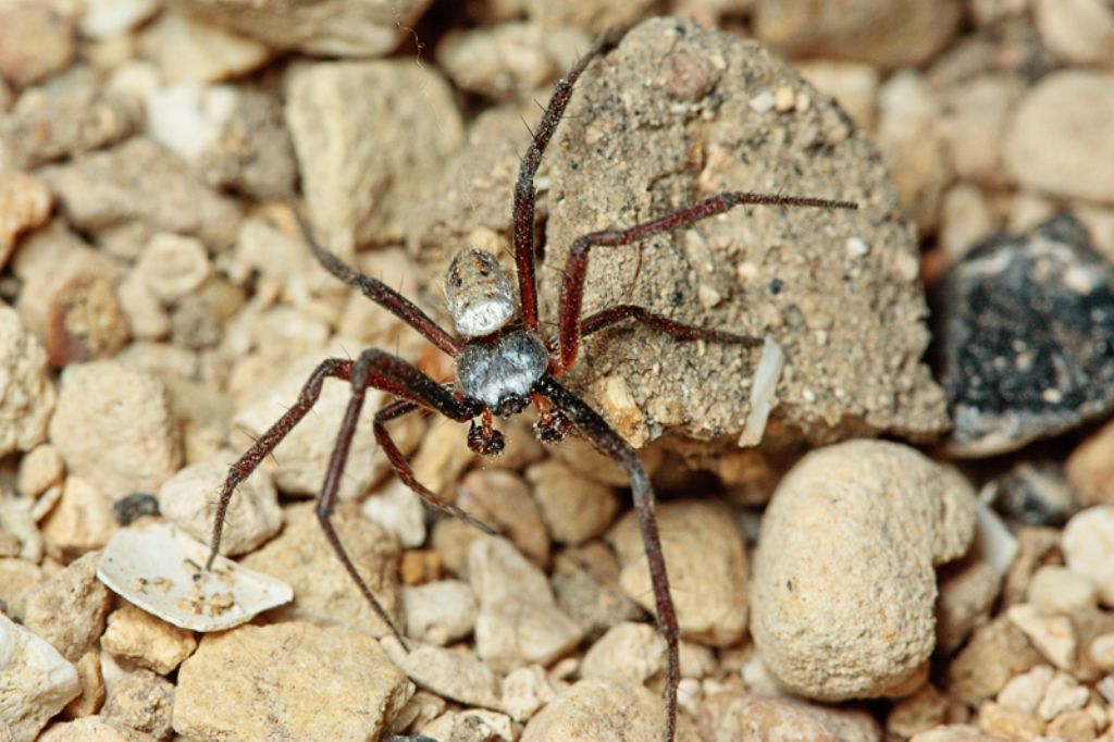 Argiope trifasciata - Malta